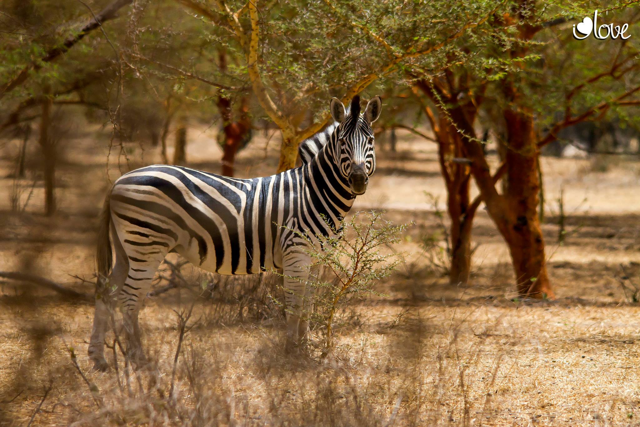 Zebra Senegal